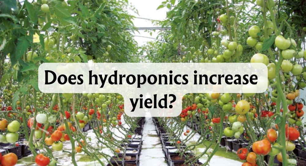 New Hydroponic Technology Increases Yield by 30%